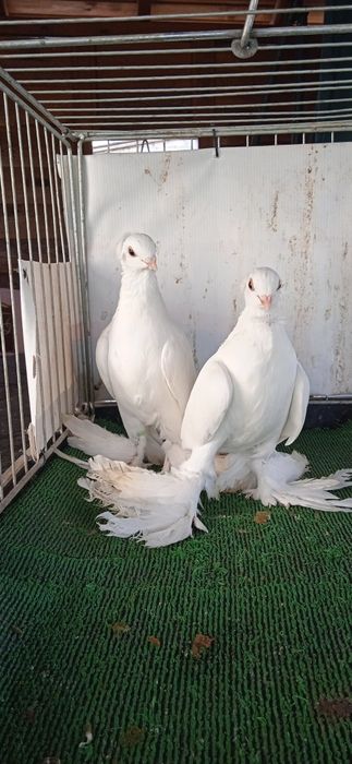 Gołębie ozdobne , dryjery żółte z 25 r zamienię.