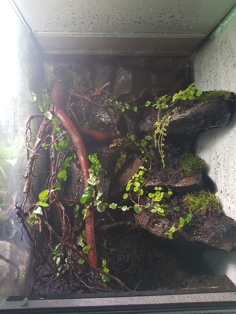 Terrarium dla gekona