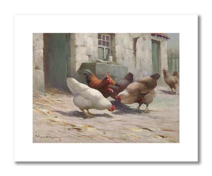 plakat kury 50x40 cm piękny