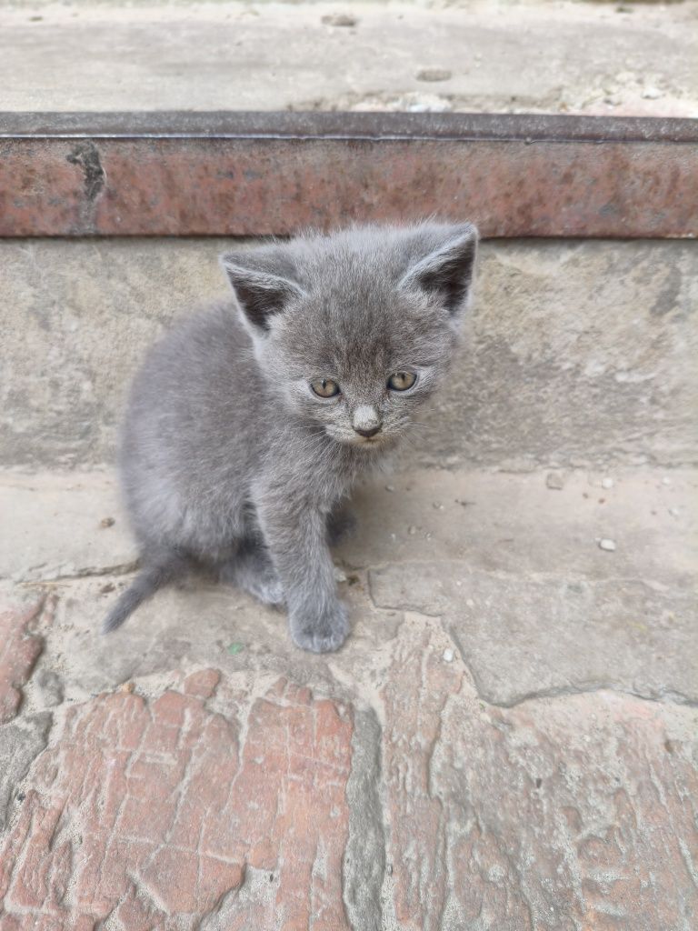 Віддам кошенят в добрі руки