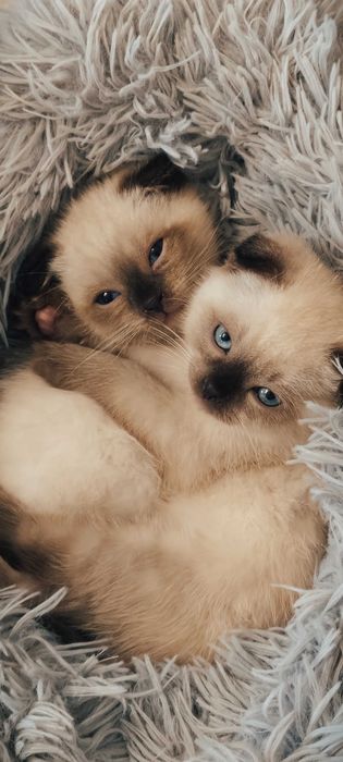 Шотландські кошенята