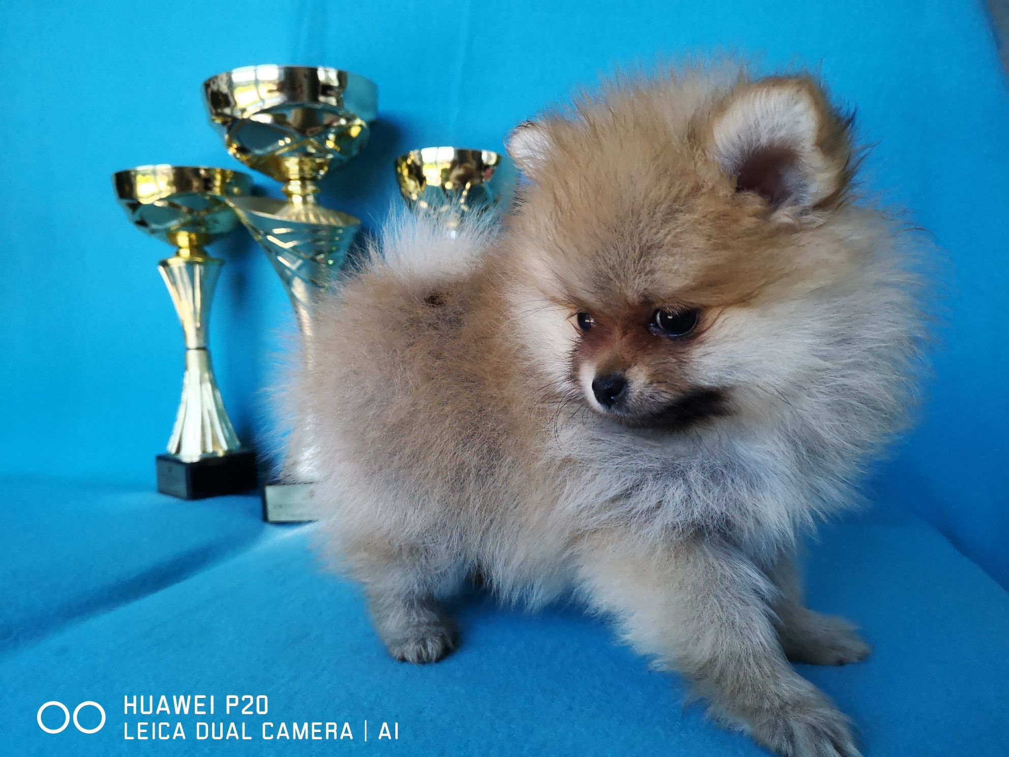 Szpic miniaturowy Pomeranian piesek  z rodowodem