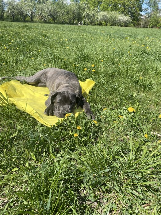 Послуги кінолога Київ та передмістя