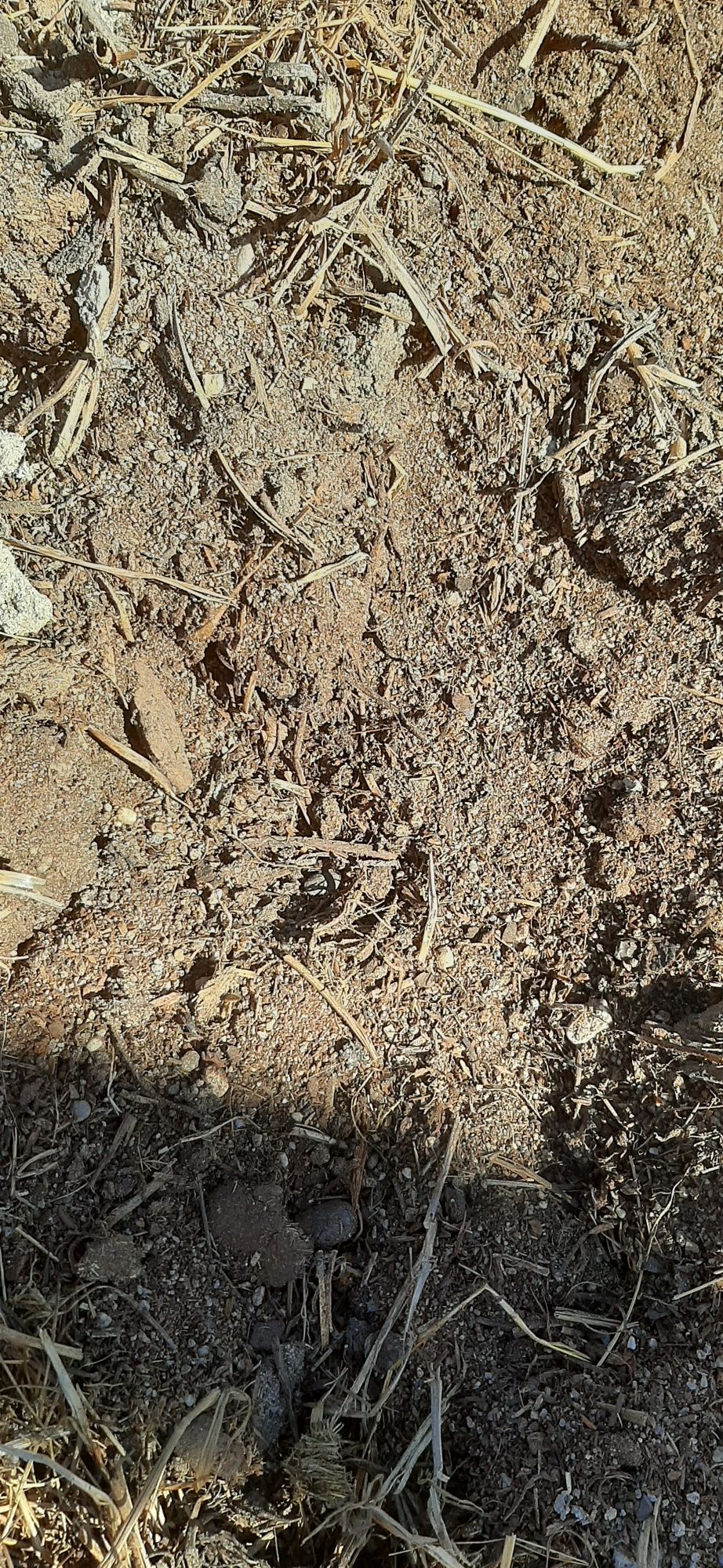 Estrume de cavalo