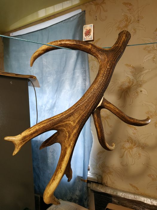 Рог оленя. Один. СССР. Вешалка.