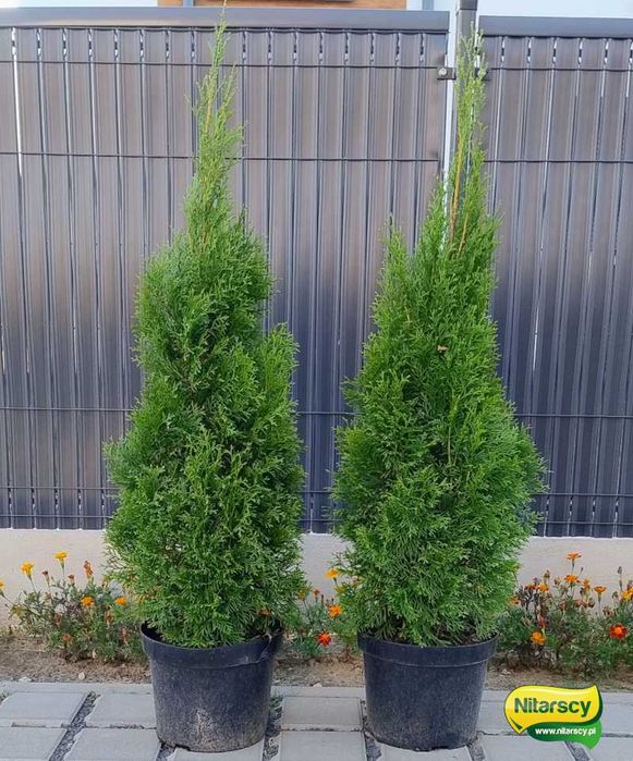 Tuja Tuje Thuja Szmaragd 100-120 cm. PRODUCENT