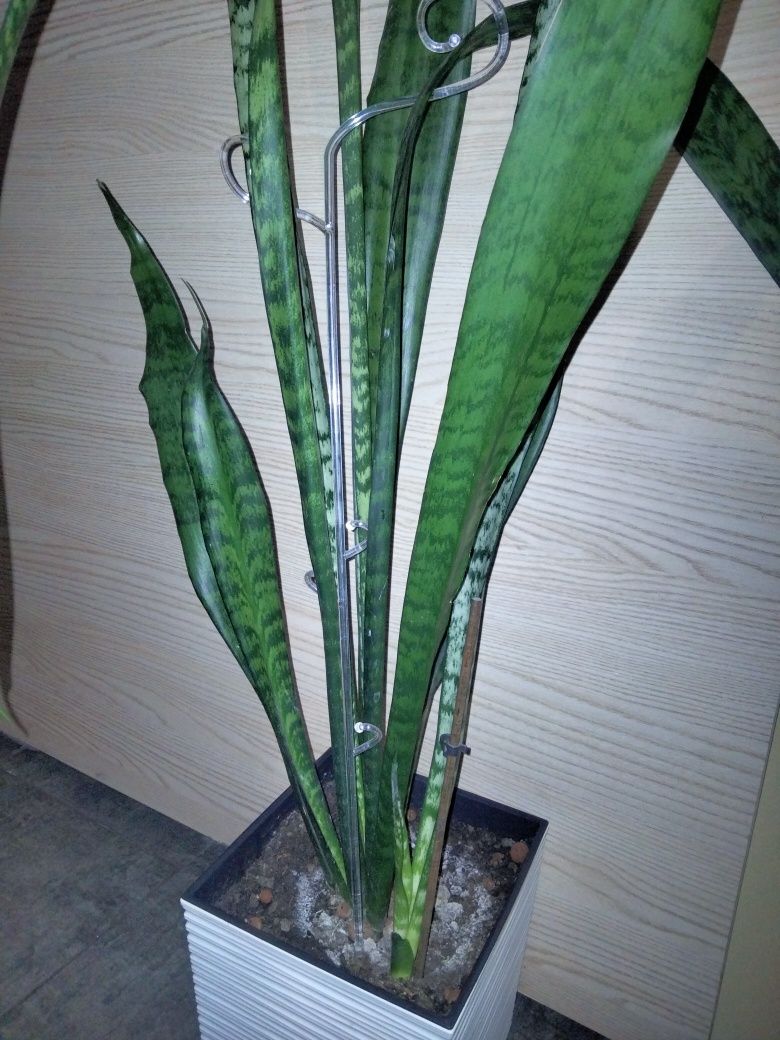 Sansevieria duża ponad 1 metr