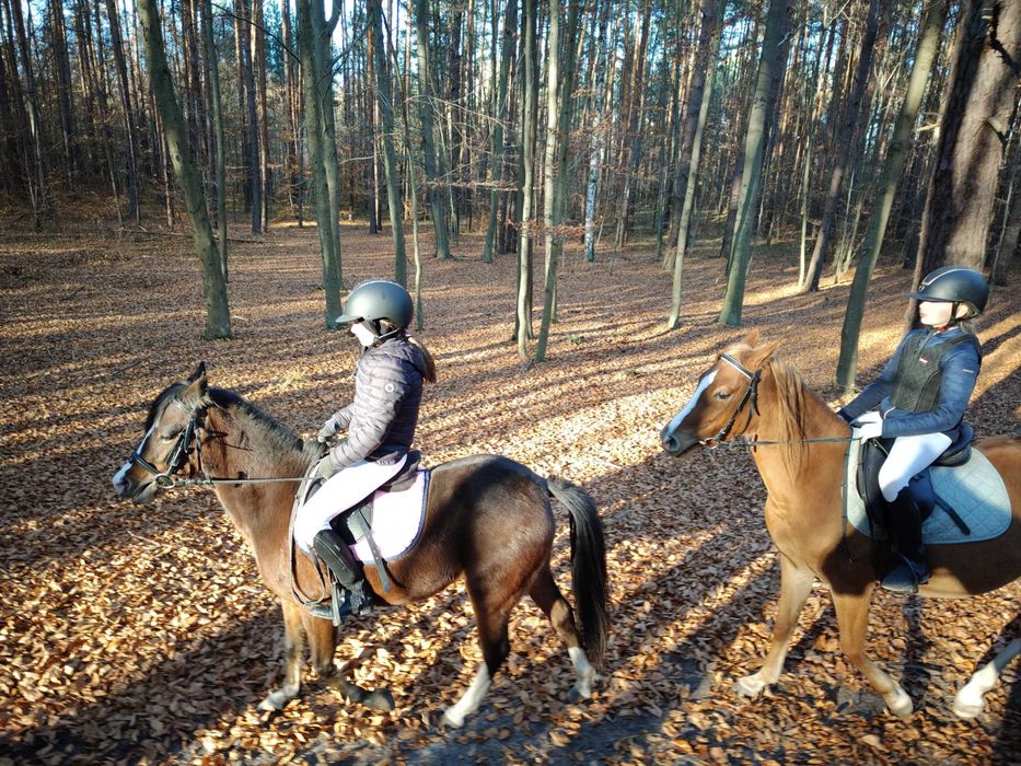 Klacz kuc, sport rekreacja, hodowla