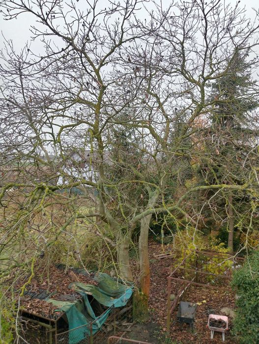 Sprzedam drzewo orzech