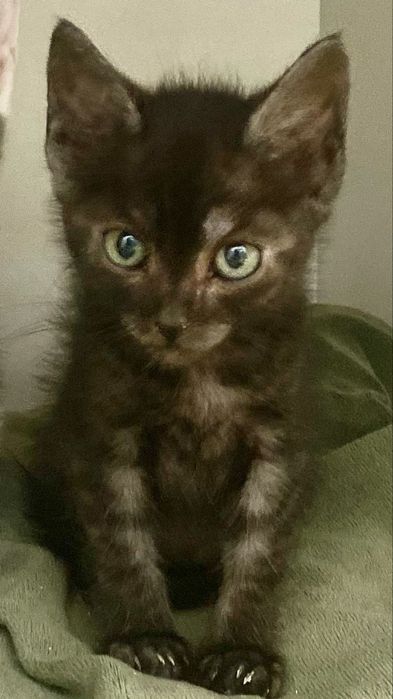 Котики, кошенята, кошенятко, киця в добрі руки
