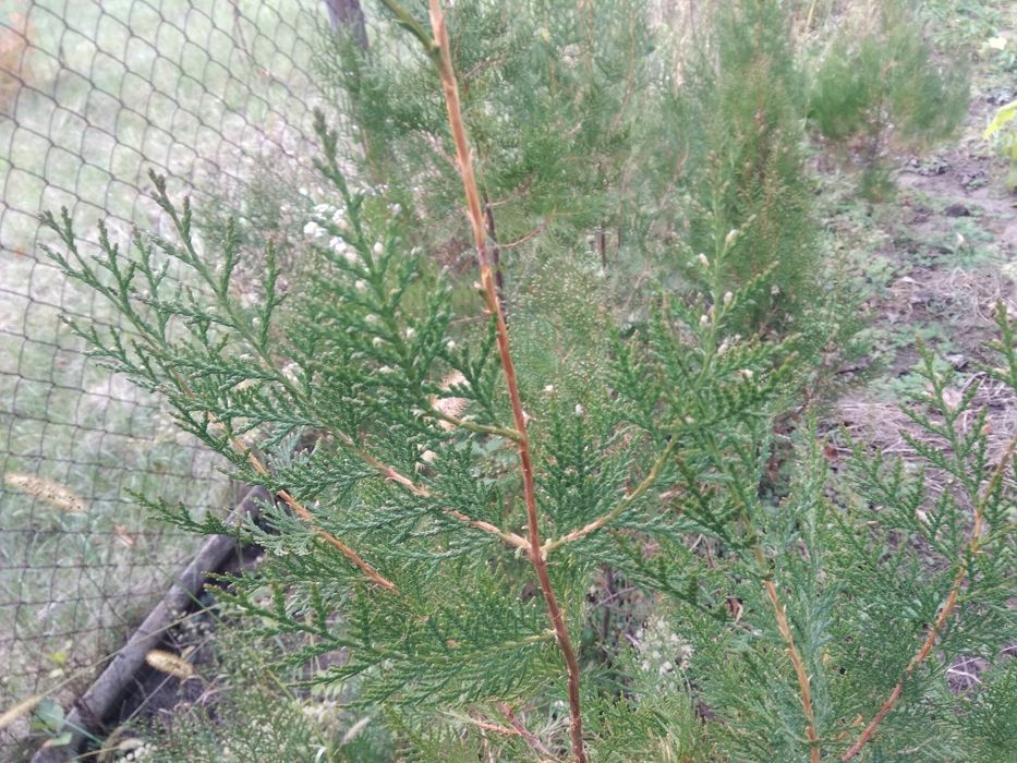 Продаются саженцы кипариса