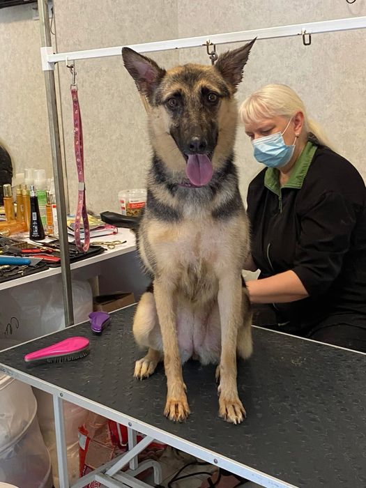 Собака у добрі руки метис вівчарки