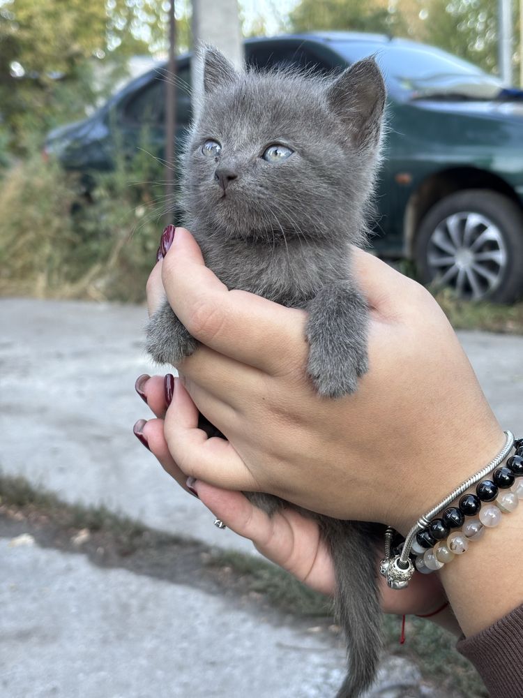 Віддам трьох кошеняток
