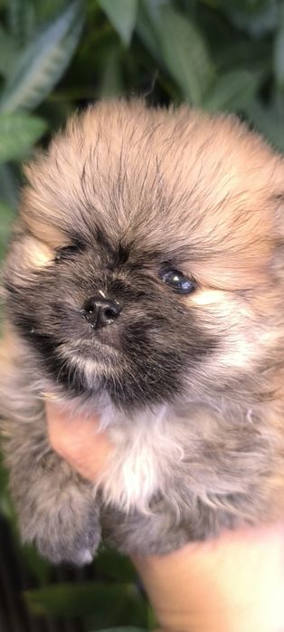 Spitz anão. Lulu da Pomerânia Super Mini.LOP e Afixo. Laranja