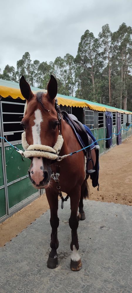 Cavalo de obstaculos