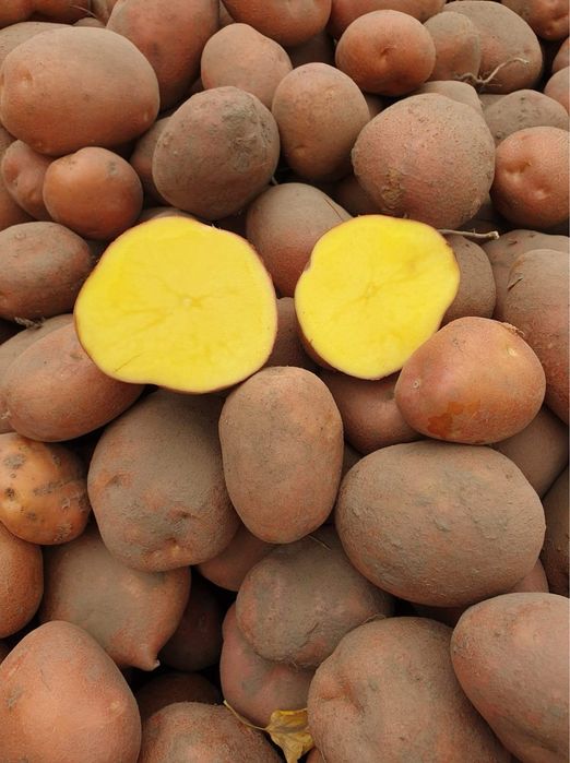 Ziemniaki bellarosa darmowy dowóz Lubaczów i okolice