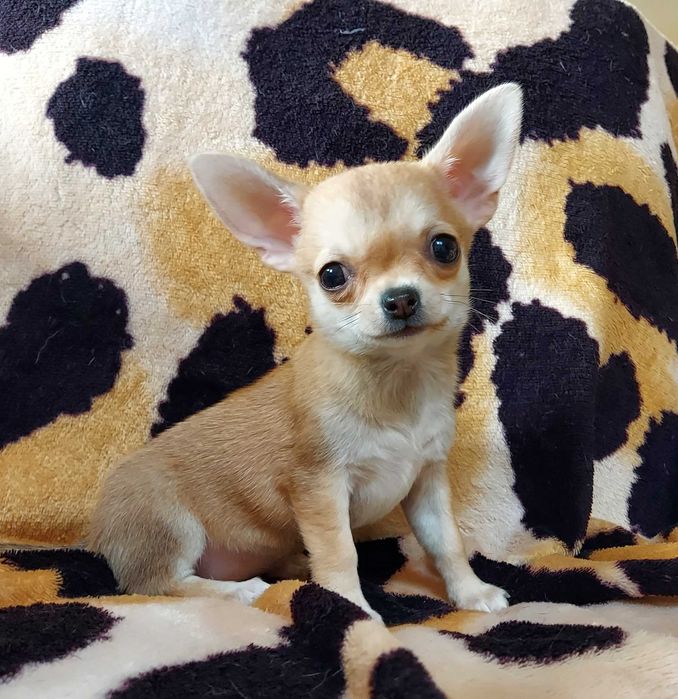 Chihuahua mała suczka rodowód ZKWP