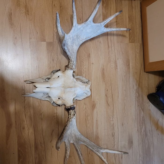 Rogi, poroże  łosia.