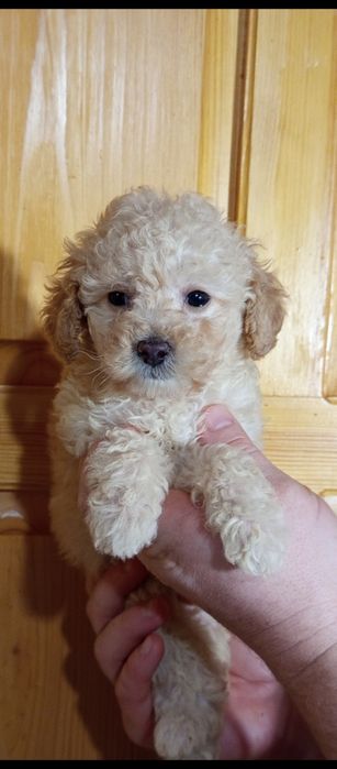 Девченка Пудель в самую лучшую семью