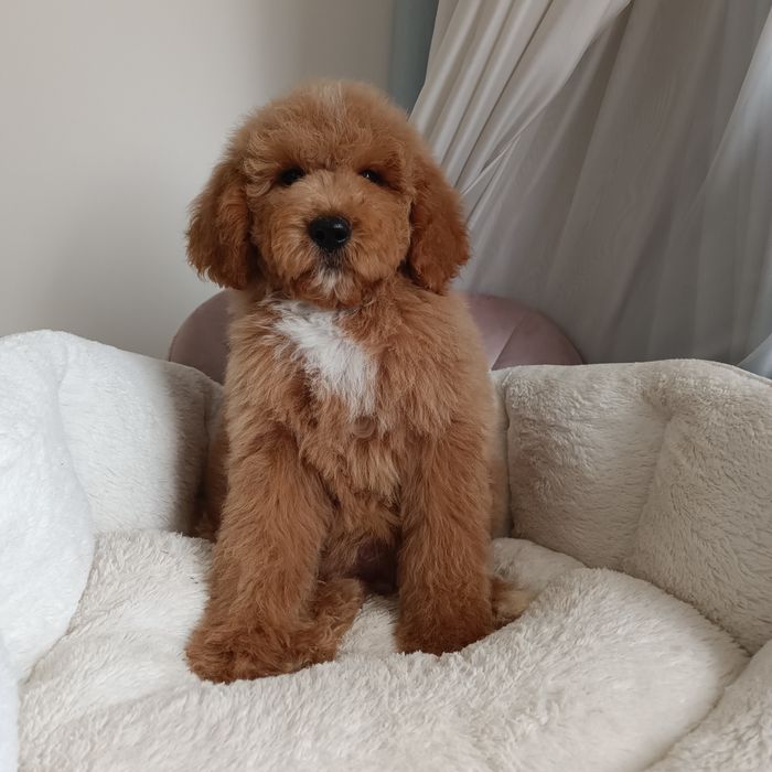 Середній Голдендудль ф1б (Лабрадудль) хлопчик в Києві.