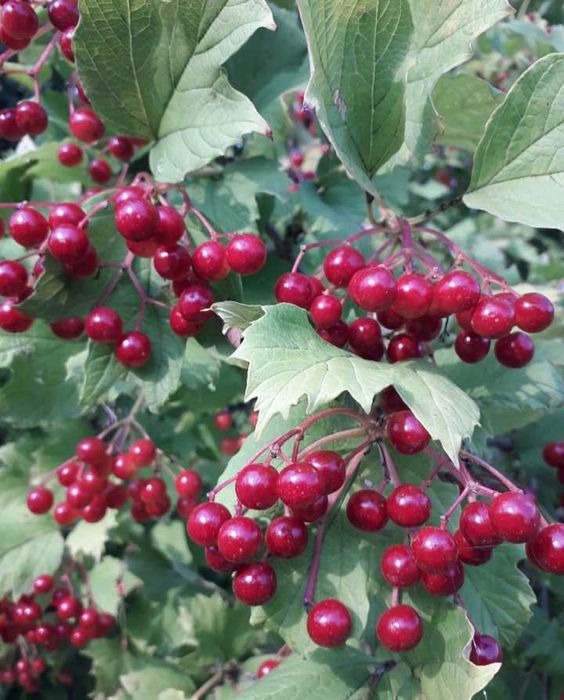 Свіжі ягоди Калина Глід  Горобина Шипшина Бояришник Бузина Обліпиха