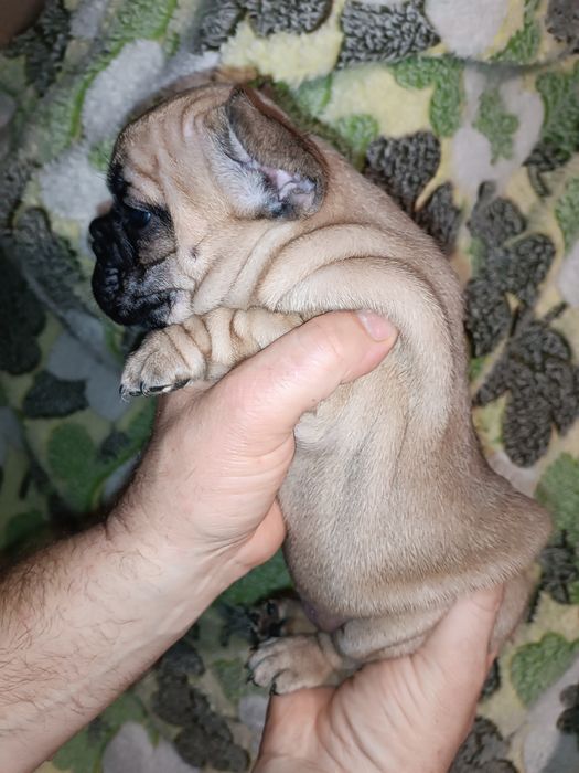 Французики хлопчики та дівчатка різних кольорів