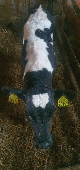 Cielęta mięsne cielaki mm hf samodzielne polskie gospodarstwo i na mle