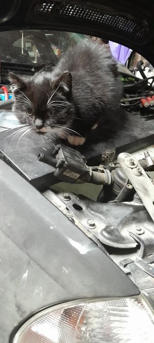 Kotka ok 4m-ce samodzielna