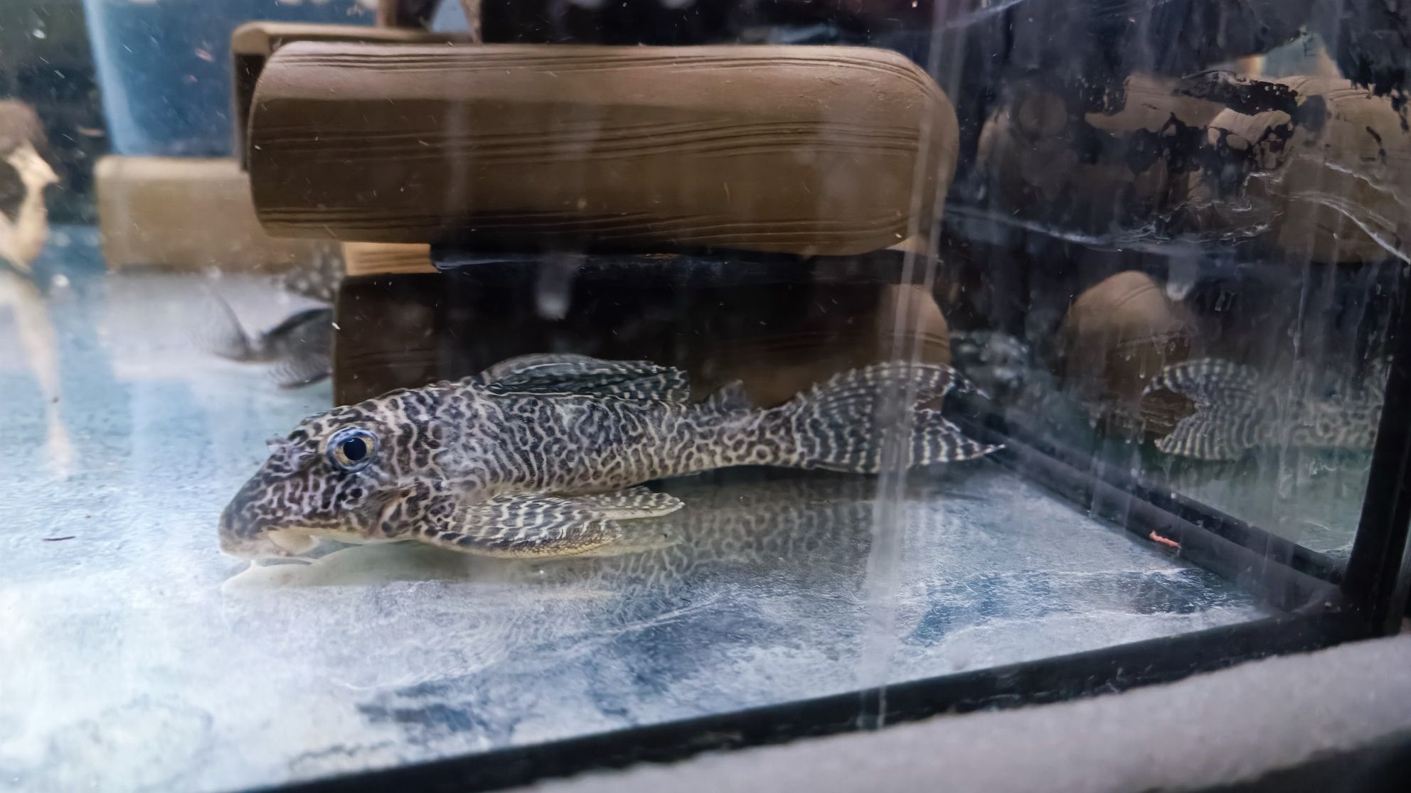 Hypancistrus L400 3-4 cm