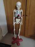 Esqueleto brinquedo