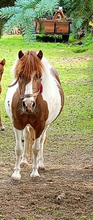 Sprzedam kucyki klaczki