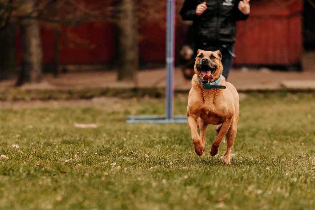 Piękny, większy,  starszy 10 lat pies do adopcji