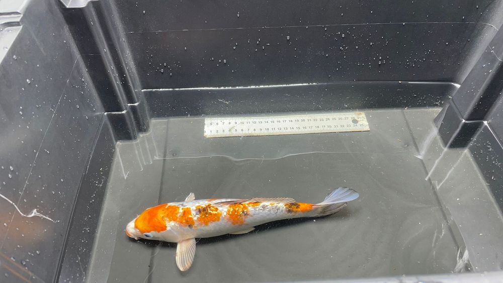 Carpa koi excelente linhagem