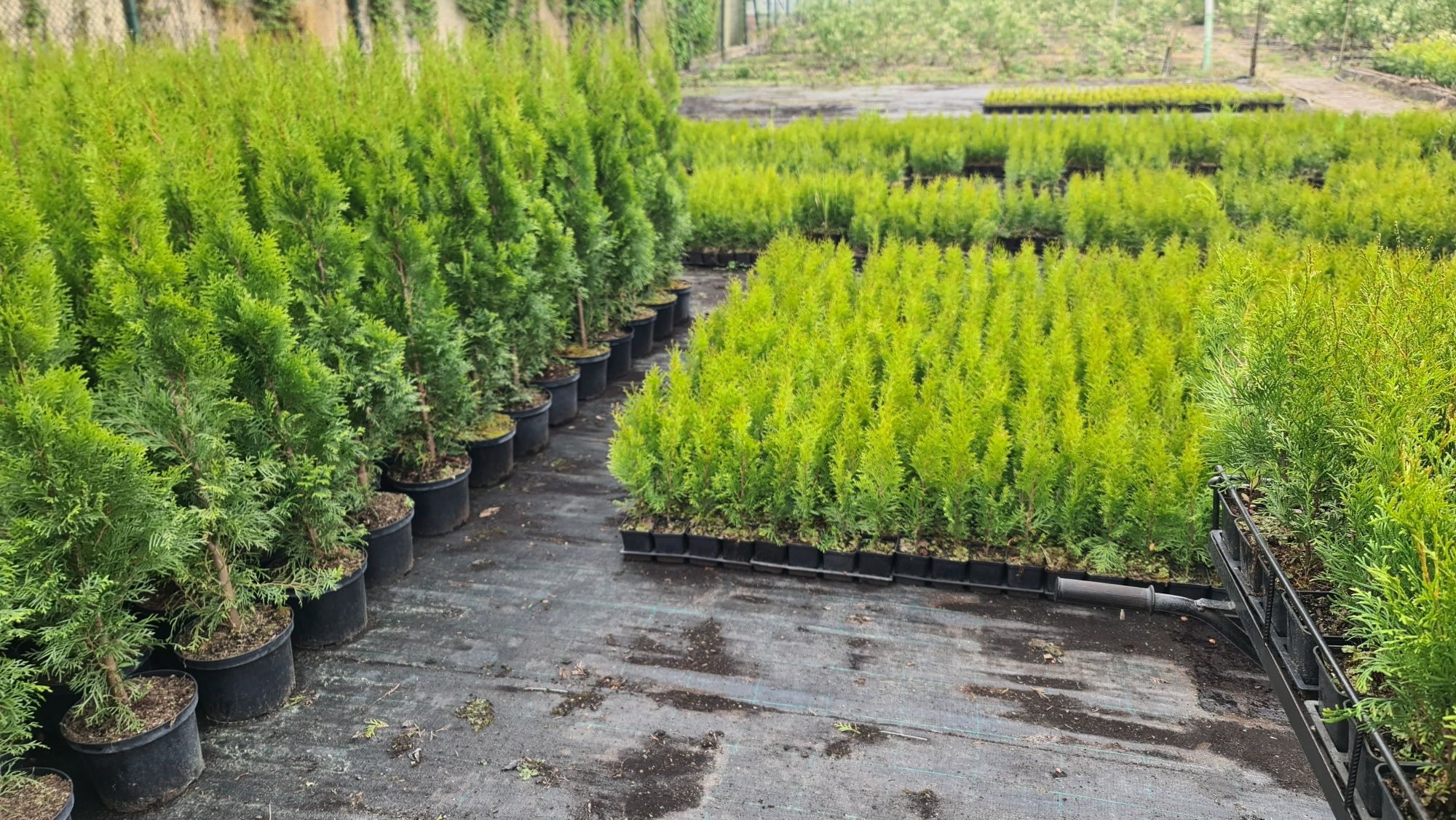 PROMOCJA  Tuja Thuja smaragd, szmaragd donica 110 cm 130cm 60 40 70