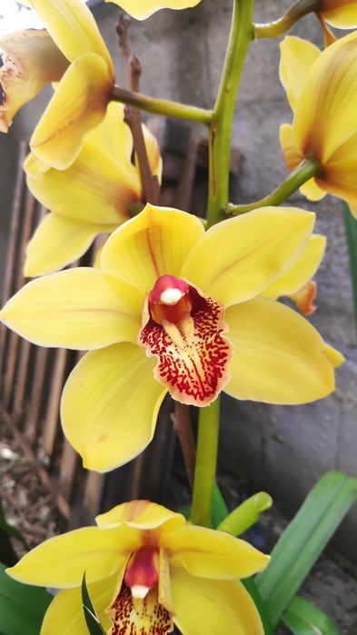 Orquídea amarela olho vermelho