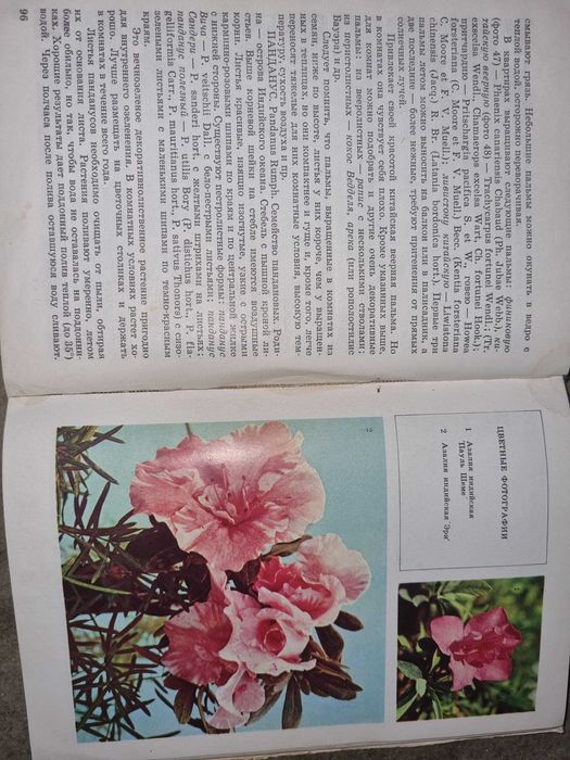 Комнатное цветоводство.  Все о комнатных растениях. Хессайон