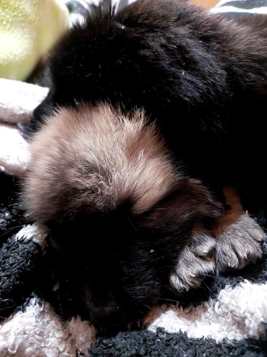Cadela Serra da Estrela.