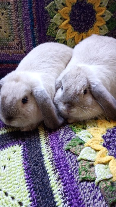 Króliczki Mini Lop, baranki miniaturowe
