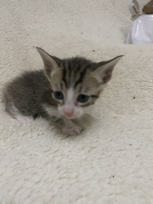 Adocao responsavel de gatinho bebe