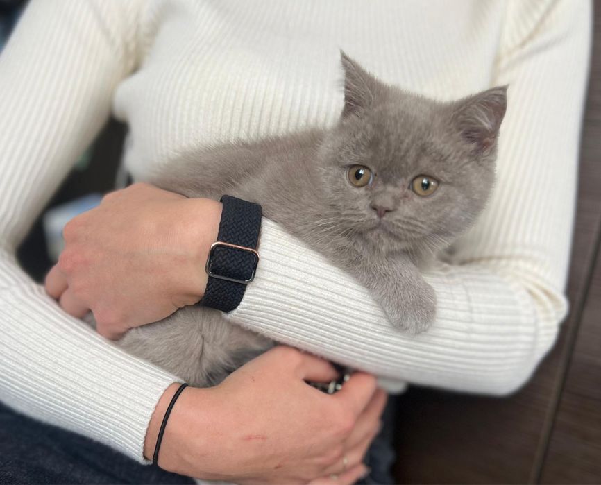 Pięknej urody Kotka Brytyjska z Rodowodem