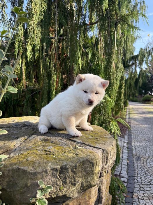 Szczeniaczki shiba Inu FCI