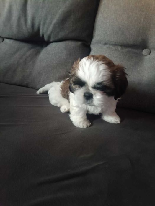 Shih tzu sprzedam