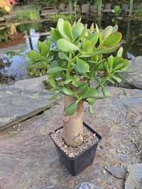 Grubosz  Crassula  ovata