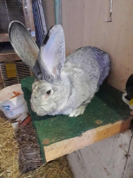 Samiec belgijski szynszylowy