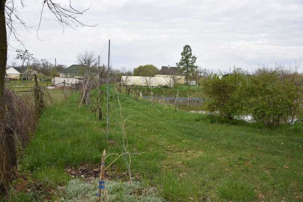 Власне озеро виноградники теплиця сад Бориспольскій р-н Вороньків