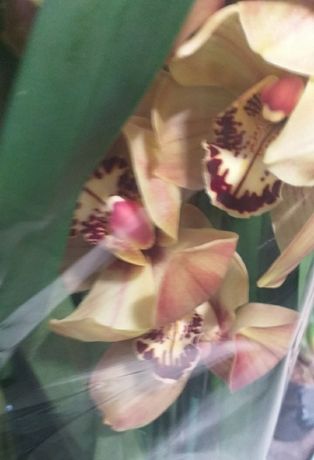 Цимбідіум,цимбидиум,орхідея,цвети,подарок,букет,орхи,отцветашки,офис