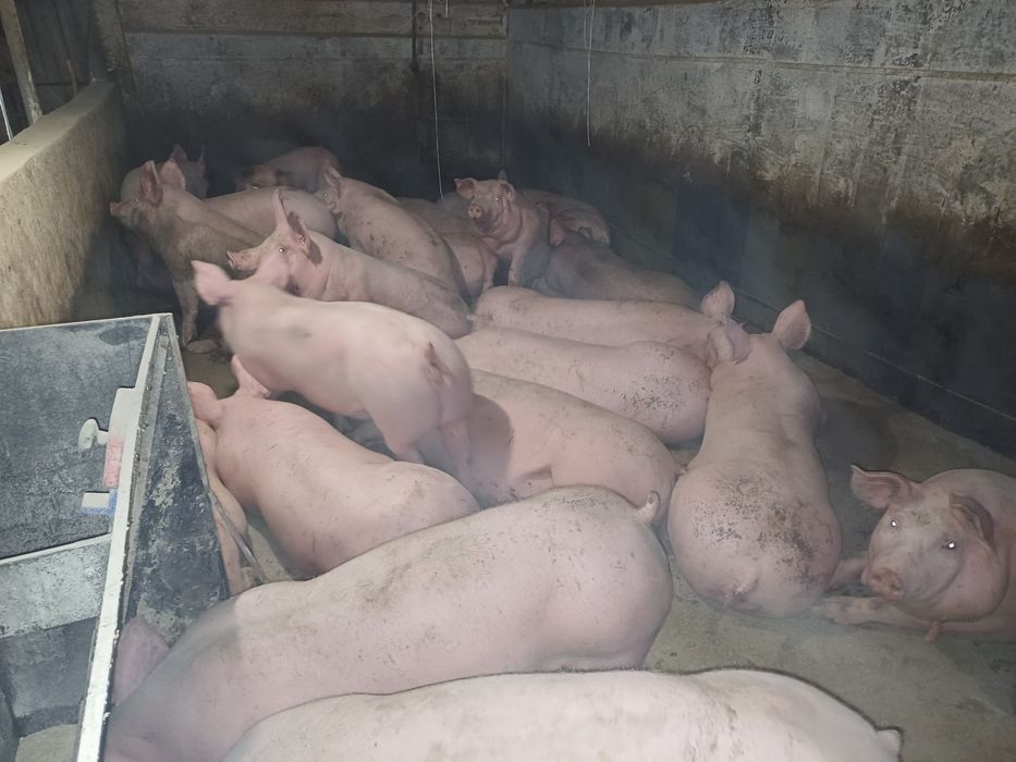 Свині мясної породи