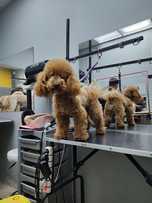 Шукаю моделей для створення портфоліо