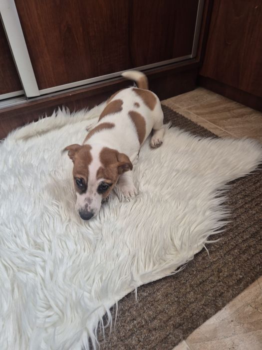 Jack Russell Terrier szczeniak - pies