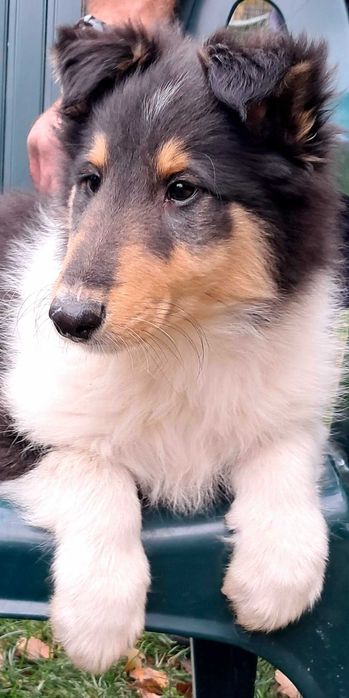 Gotowy do odbioru*Szczeniaczek Owczarek Szkocki Collie